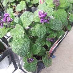 ヘリオトロープ