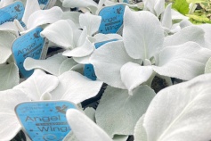 エンジェルウィングス