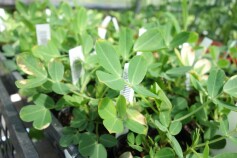 ラッカセイ　郷の香