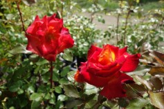 バラ　‘チャールストーン'