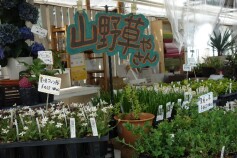 山野草コーナー