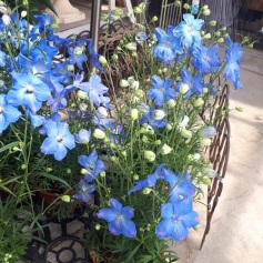 デルフィニューム