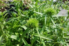 ナデシコ　レディイングリーン