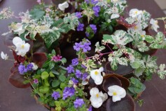 素敵な寄せ植え