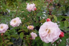 バラ　‘コーネリア'