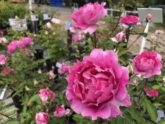 バラ　‘シェエラザード‘