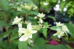 八重咲のアナベル