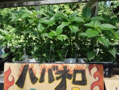 トウガラシの苗