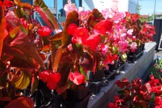 ベゴニア　ドラゴンウイング