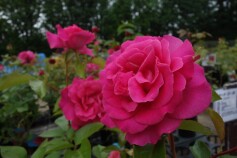 バラ　‘マヌウ　メイアン'