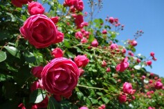 バラ　‘ポンポネッラ‘