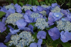 アジサイ　ブルースカイ