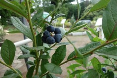 ブルーベリー　再入荷！