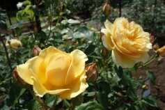 バラ　‘グラハムトーマス'