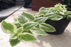 ベビーサンローズ