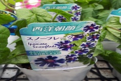 西洋アサガオ ’スノーフレーク’