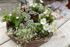 リングバスケット