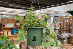 エスキナンサス・ラディカンス