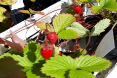 ワイルドストロベリー