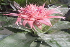 エクメア ファッシアータ