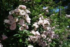 バラ　‘ボニー'