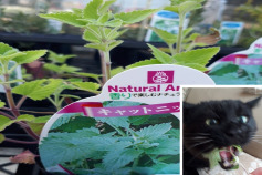 キャットニップ