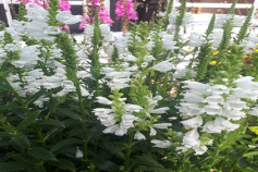 フィソステギア