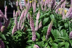 ベロニカ　ファーストキス