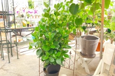 クルシア・ロゼア・プリンセス