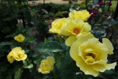 バラ　‘田毎の月'