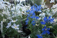 デルフィニウム