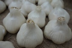 青森産ニンニク