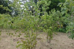 シンボルツリー