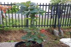 スモークツリー‘グレース’