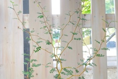 ソフォラ リトルベイビー