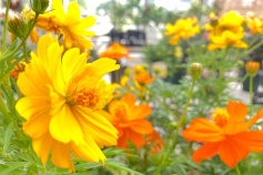 キバナコスモス