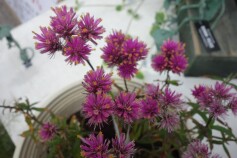 ゴンフレナ　ラブラブラブ