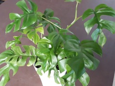 ヒメモンステラ