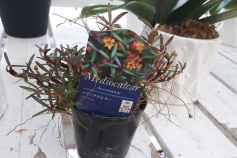 メディオカルカー デコラタム