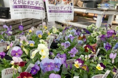 エディブルフラワー