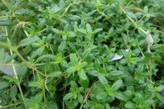 クリーピングタイム