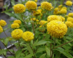 イヌラ　ナツコマチ