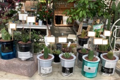 アクアグリーン