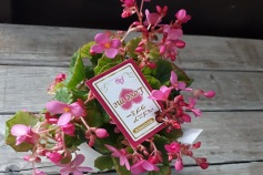 ベコニア‘ラブミー’