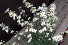 クジャクアスター