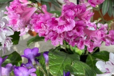 ストレプトカーパス