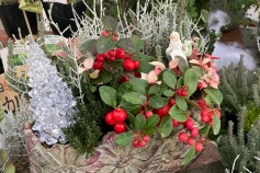クリスマスの寄せ植え