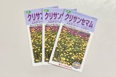 クリサンセマム ムルチコーレ・イエロー