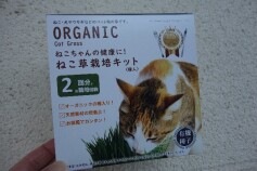 ねこちゃんの草