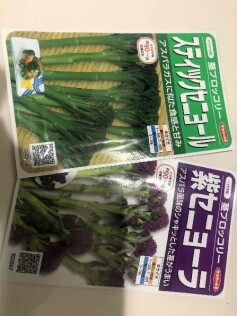 茎ブロッコリー
